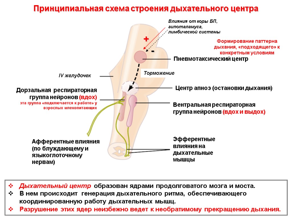 Принципиальная схема строения дыхательного центра